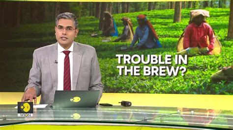 Is future of tea in jeopardy? - World News