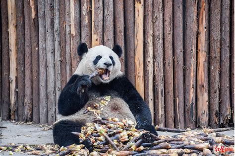 陆将建熊猫国家公园 3／4台湾大 - 话题观察 - 旺报