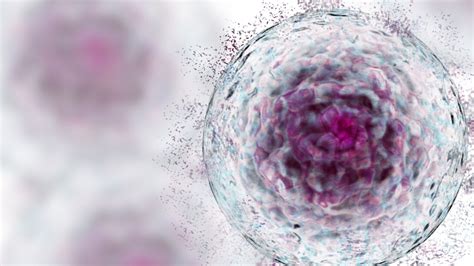 Unveiling the mysteries of senescent cells | Meer