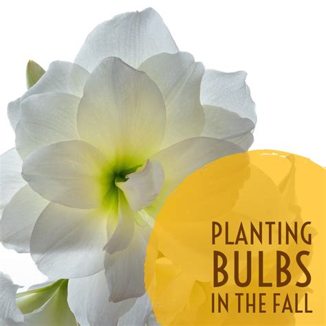 Planting Bulbs in the Fall - How to Properly Plant — Thrifty Mommas Tips