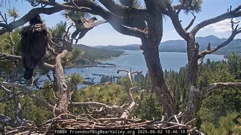 Big Bear eagles: Everything you need to know about Sunny and Gizmo