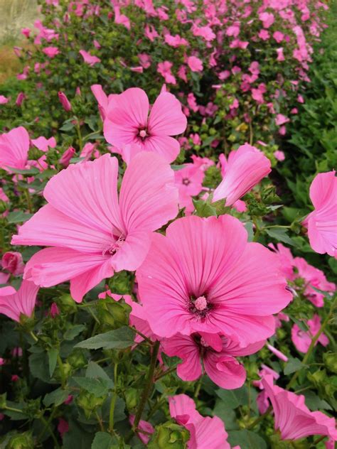 Beautiful Lavatera Trimestris Flower
