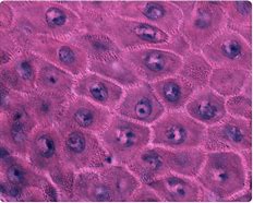 keratinocytes 的图像结果