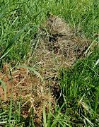 Image result for Cottontail Rabbit Nest