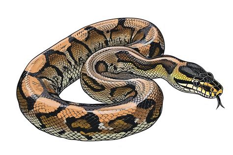 Image result for Python Reptile