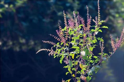 Tulsi Benefits in Ayurveda: Immunity Boost, Stress Relief & Respiratory ...