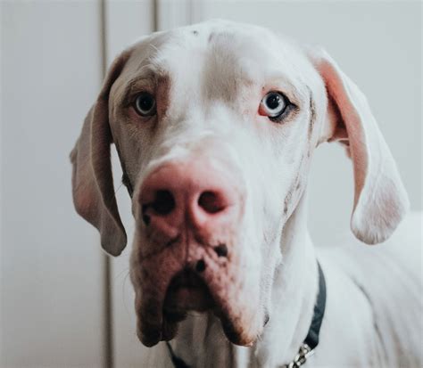 Symptoms Of Lovesick