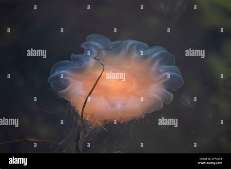 Stinging jellyfish swimming around in the sea Stock Photo - Alamy