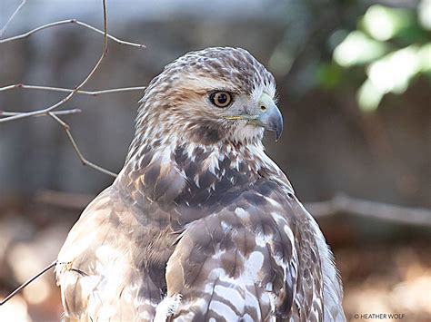 Juvenile Red Tailed Hawk