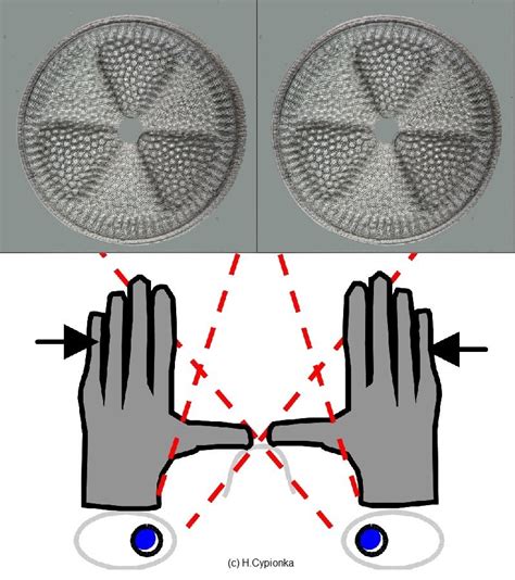 Image result for Picolay Tutorial