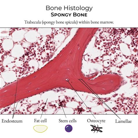 Bone Marrow Histology