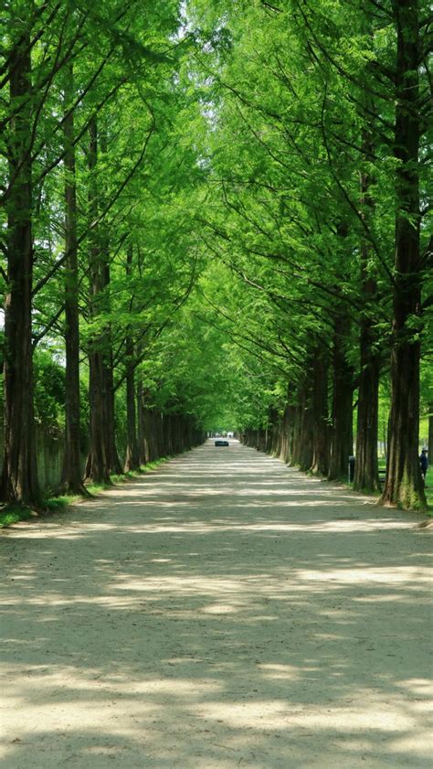 Are Sago Palms High Maintenance? - Green Packs