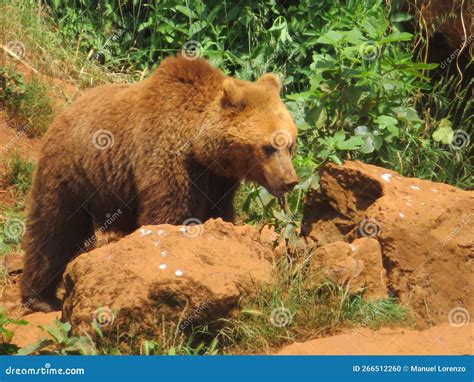 Beautiful Big Wild Brown Bear Dangerous Spanish Claws Stock Photo ...