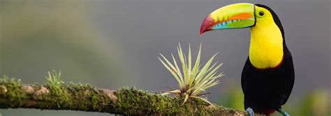 Costa Rica Guide
