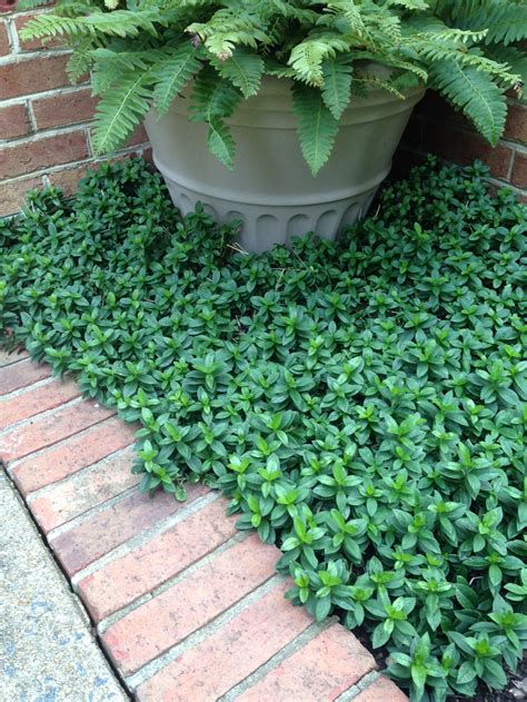Best Ground Cover Plants For Under Trees at Jasmine Disher blog