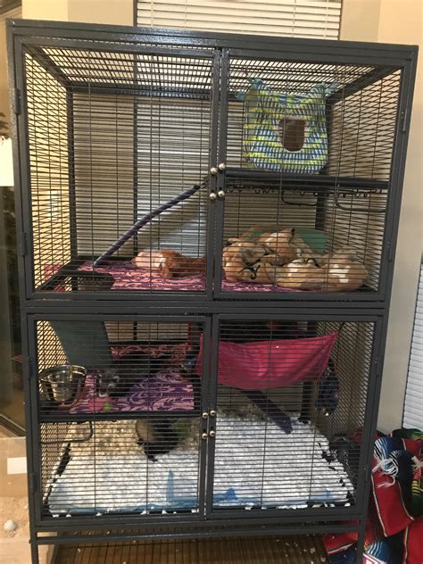 Ideal Ferret Cage Setup Critter Nation® Small Animal Habitat