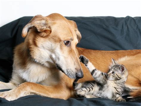 Photos That Prove Cats and Dogs Can Be Friends | Reader's Digest