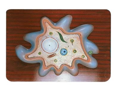 AMOEBA PROTEUS