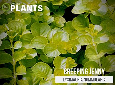 Lysimachia Nummularia "Creeping Jenny" Care Guide | Plants