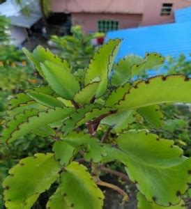 Dbbrothers Bryophyllum Pinnatum/Patharchatta Plant Leaf seeds Seed ...