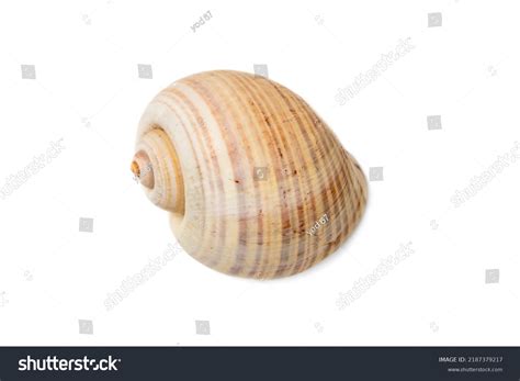 Image result for Empty Shell