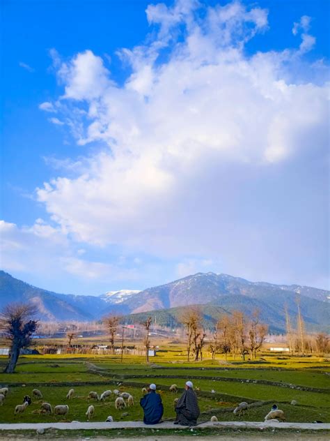 Image result for shepherds