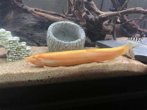 4 different types of Loaches and still going to get more. 2 Golden ...