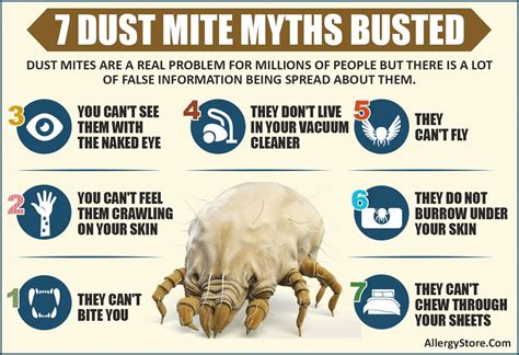 Dust Mite Information & Facts | Dust mites, Dust mite allergy, Myth busted