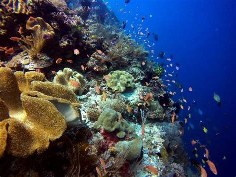 Coral Reef