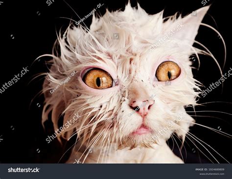 Funny Wet Cat During Bath Stock Photo 1924689809 | Shutterstock