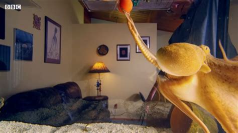 Image result for Octopus Solves Problem