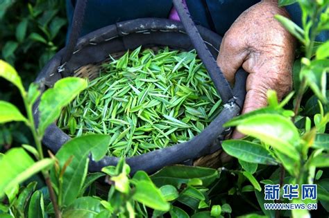 竹溪贡茶_十堰特产竹溪贡茶专题-淘金地农业网