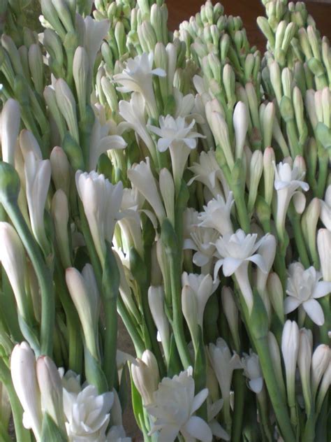 Polianthes tuberosa (nardos/vara de San José) - MI flor preferida