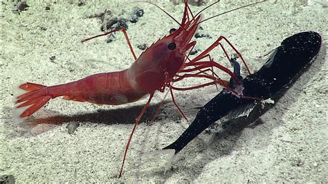 Deep Sea Attack: Shrimp Rips Fish From Larger Fish's Stomach in ...