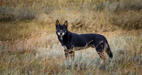Almost all wild dogs in Australia are Dingoes | Australian Dog Lover
