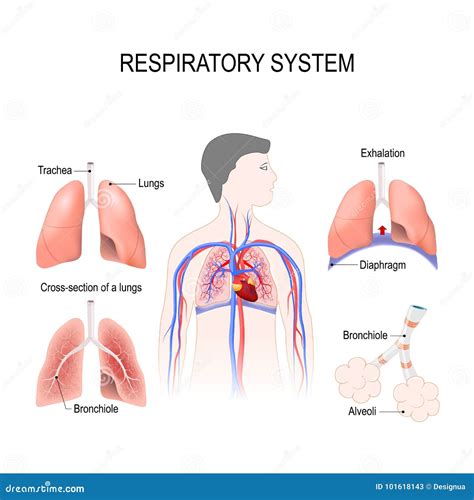 Image result for Respiratory System Composition