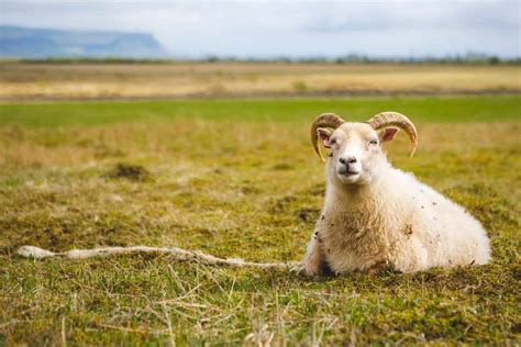 Ram vs Goat - Do You Know How to Tell the Difference? - Outdoor Happens ...