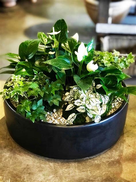 Beautiful Plant Arrangement Ideas