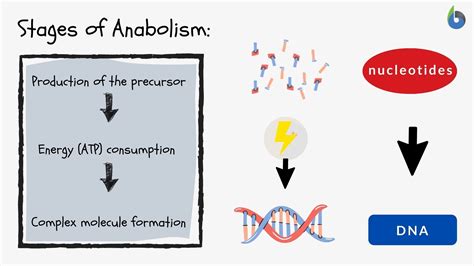 Anabolism - Definition and Examples - Biology Online Dictionary