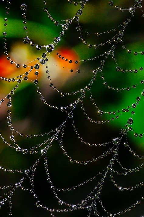 蜘蛛网散景露水Web自然蜘蛛昆虫蛛网图片免费下载_自然风景素材免费下载_办图网