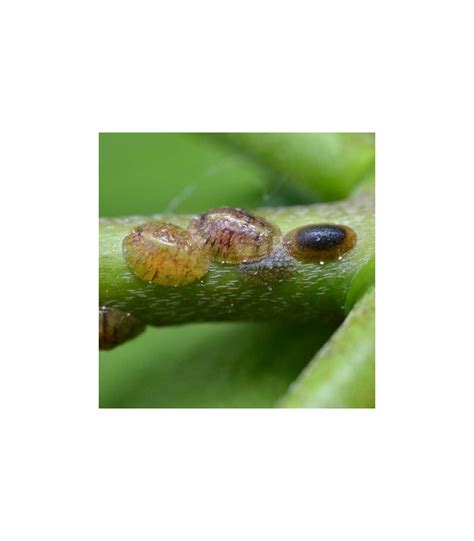 Image result for Scale Insect Control