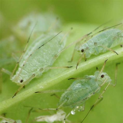 Aphid - how to treat against aphids on plants and roses, all natural