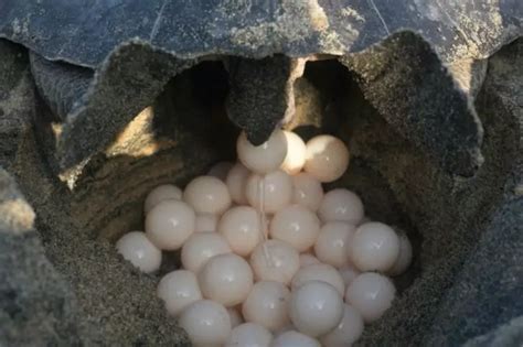 Good News! Endangered Olive Ridley Turtles In Odisha Lay 3.55 Lakh Eggs ...