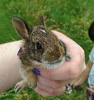 Image result for Baby Bunny Boy