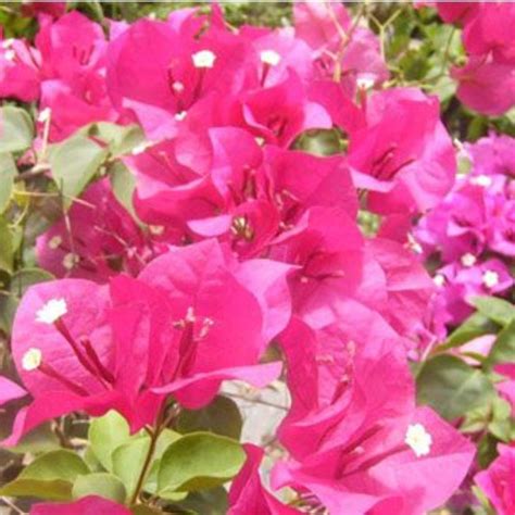 Bougainvillea Trellis Helen Johnson "Fushia" | Plantology – PlantologyUSA