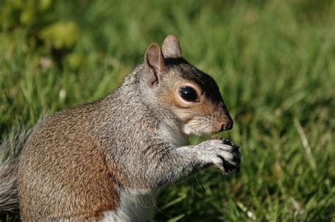 Fluffy gray squirrel chewing food on the grass | Premium Photo