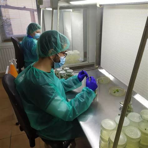 Paulovnija drvo | paulovnija sadnice | paulovnija cena | Florand