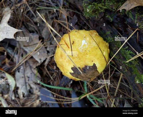 Chicken Fat Mushroom (Suillus americanus Stock Photo - Alamy