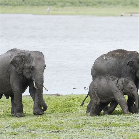 MINNERIYA AUTHENTIC SAFARI TOURS (2026) All You Need to Know BEFORE You ...