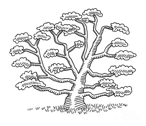 Sketching Tree Limbs 的图像结果